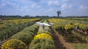A drone flying over flower plantation