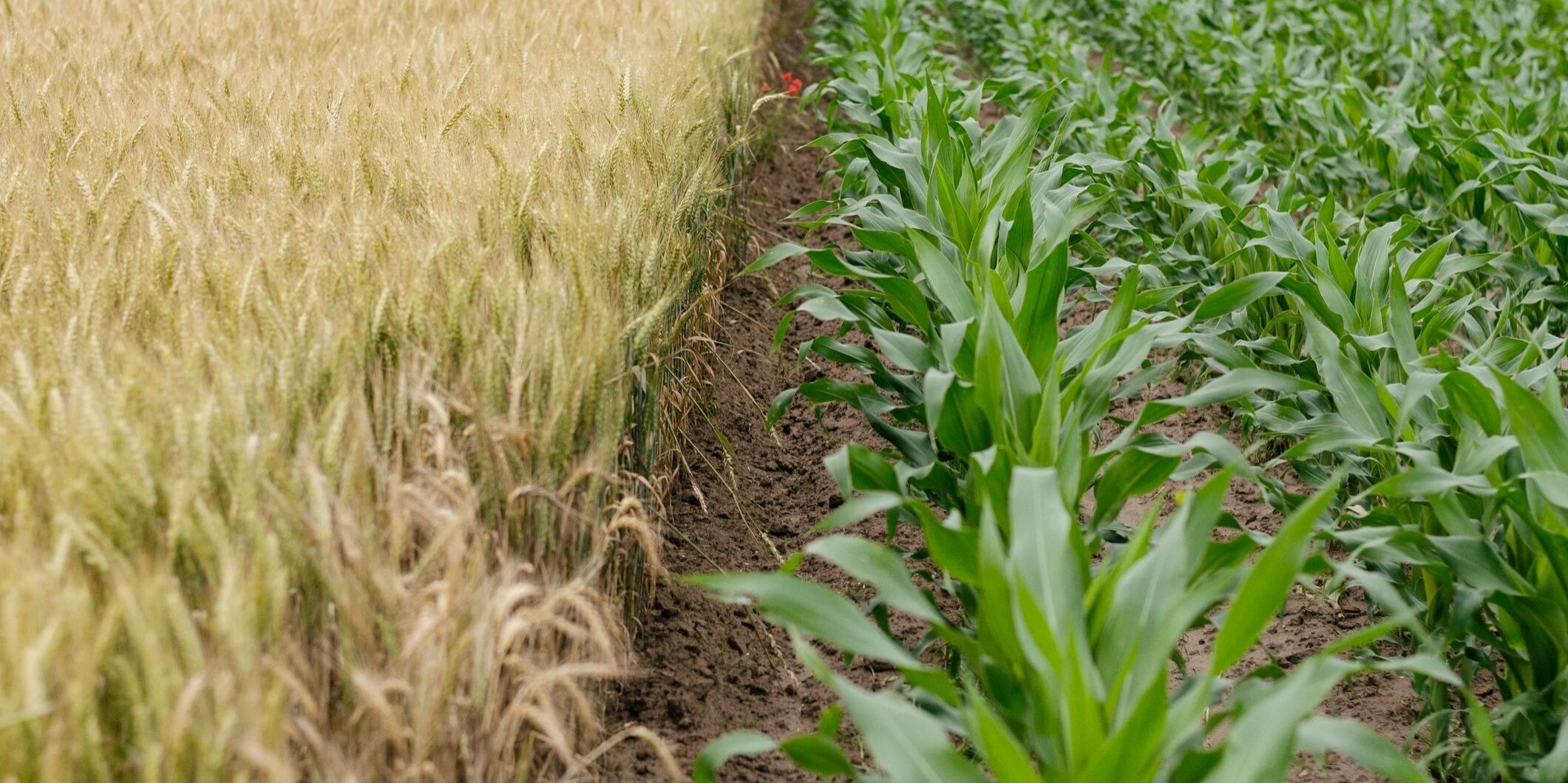 Row Crop Farming